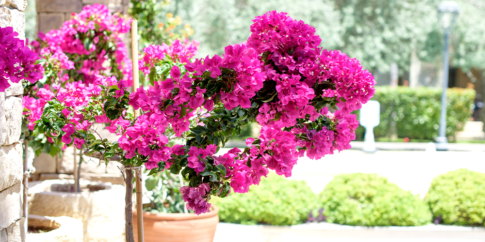bougainvillea growing in container
