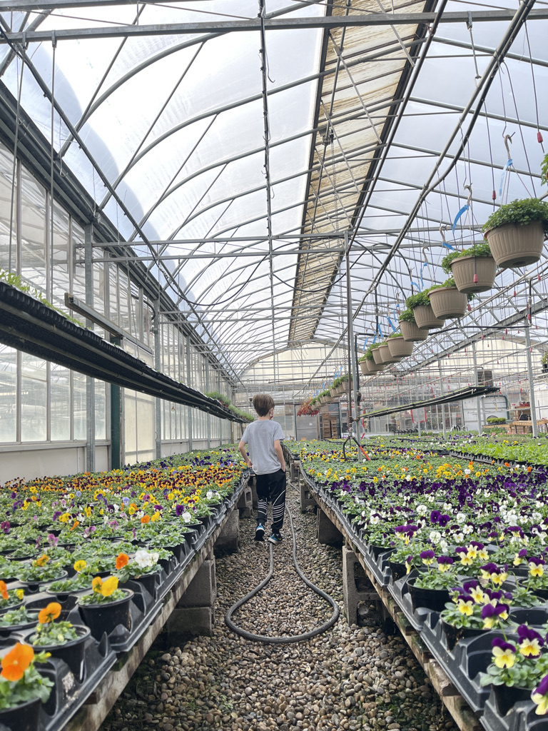 boyingreenhouseSalisbury Salisbury Greenhouse