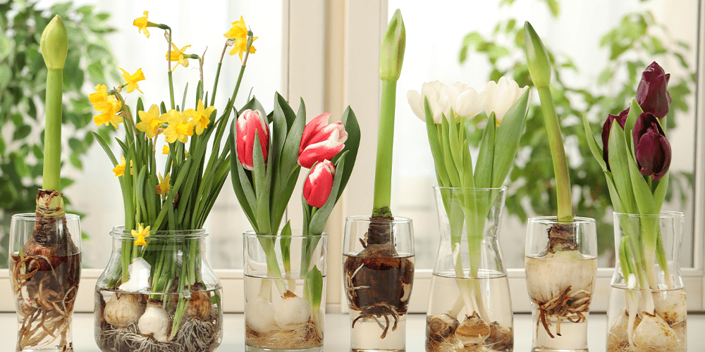 spring flower bulbs daffodils tulips