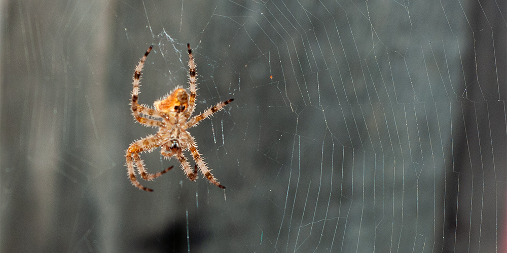 brown cat faced spider sitting in web