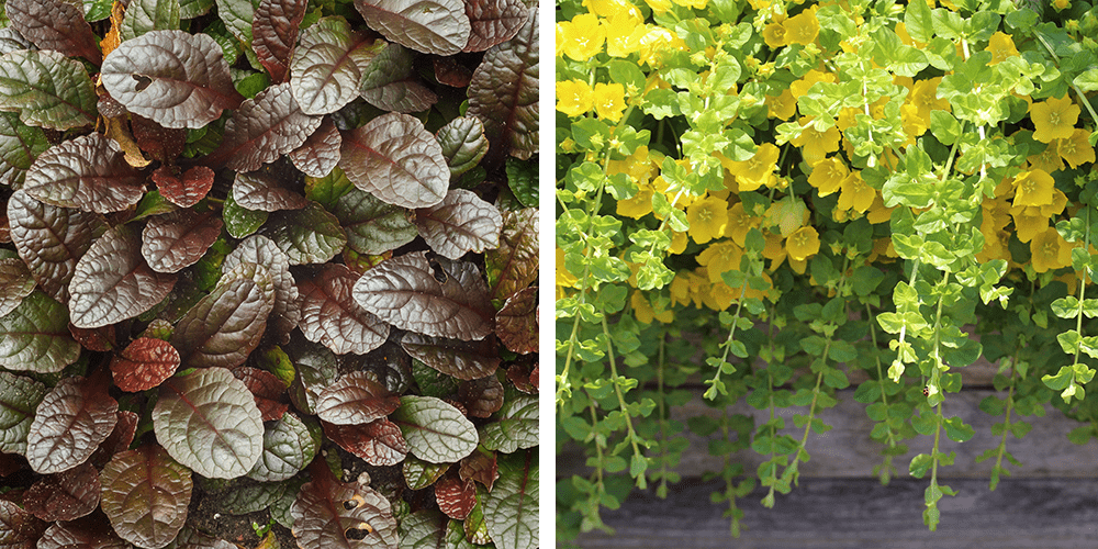 bugleweed and golden creeping jenny groundcover plants