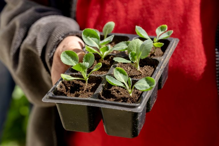 Cabbage seedling in the hands of a young person
