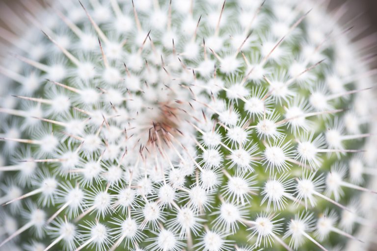 Closeup of cactus | Salisbury Greenhouse - St. Albert, Sherwood Park
