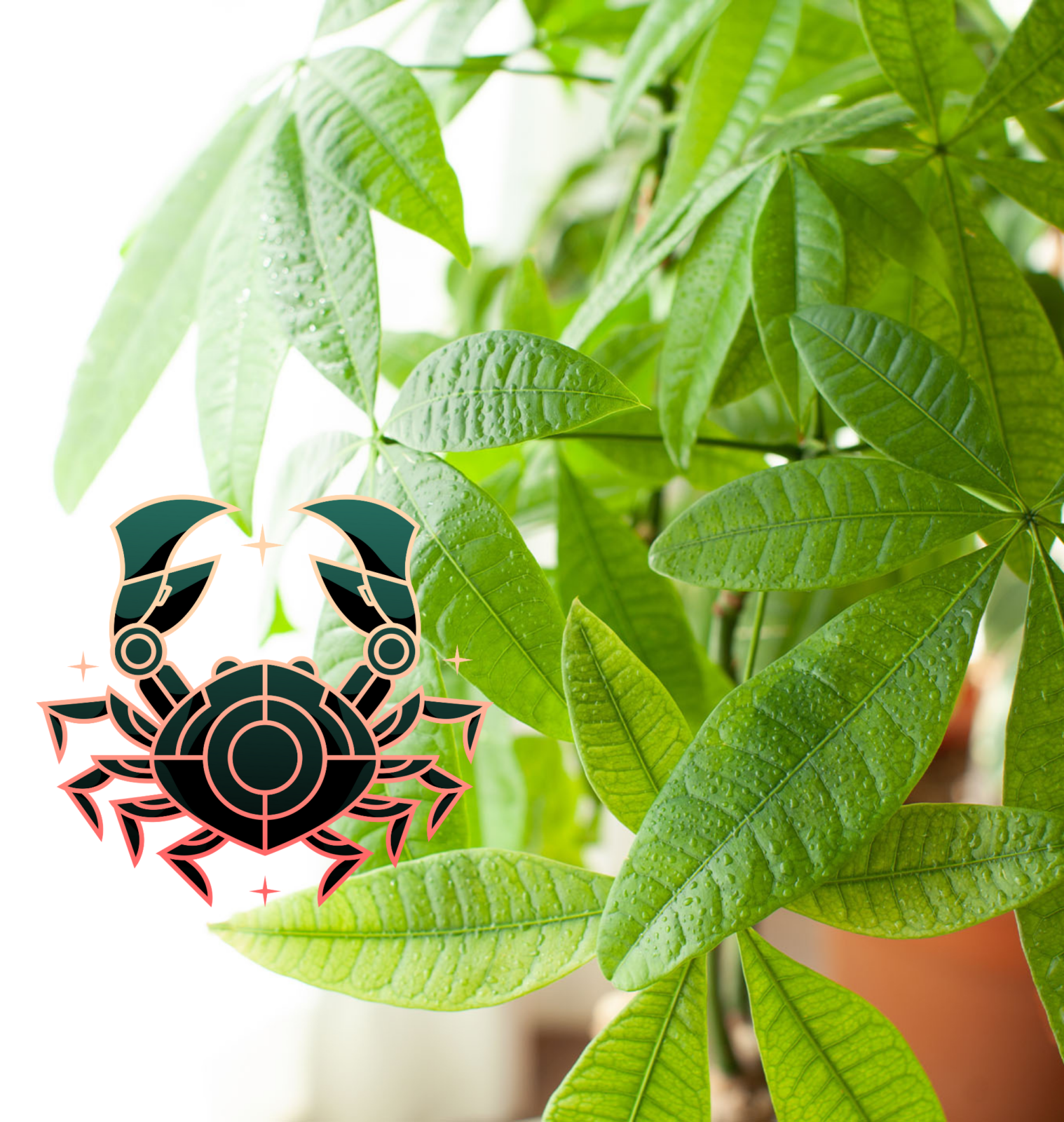 Cancer Zodiac icon over money tree plant | Salisbury Greenhouse - St. Alert, Sherwood Park