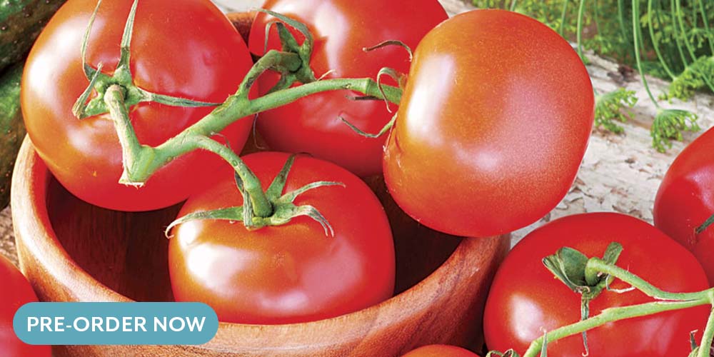 Salisbury greenhouse celebrity tomato