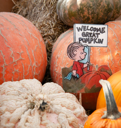 Charlie Brown Great Pumpkin stick amongst pumpkin display | Salisbury Greenhouse - St. Albert, Sherwood Park