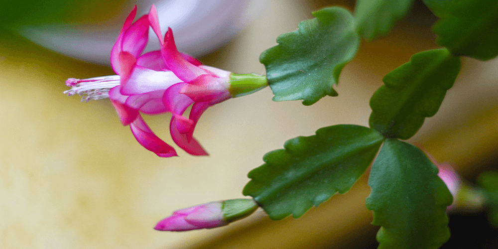 -christmas cactus pink blooming Salisbury Greenhouse
