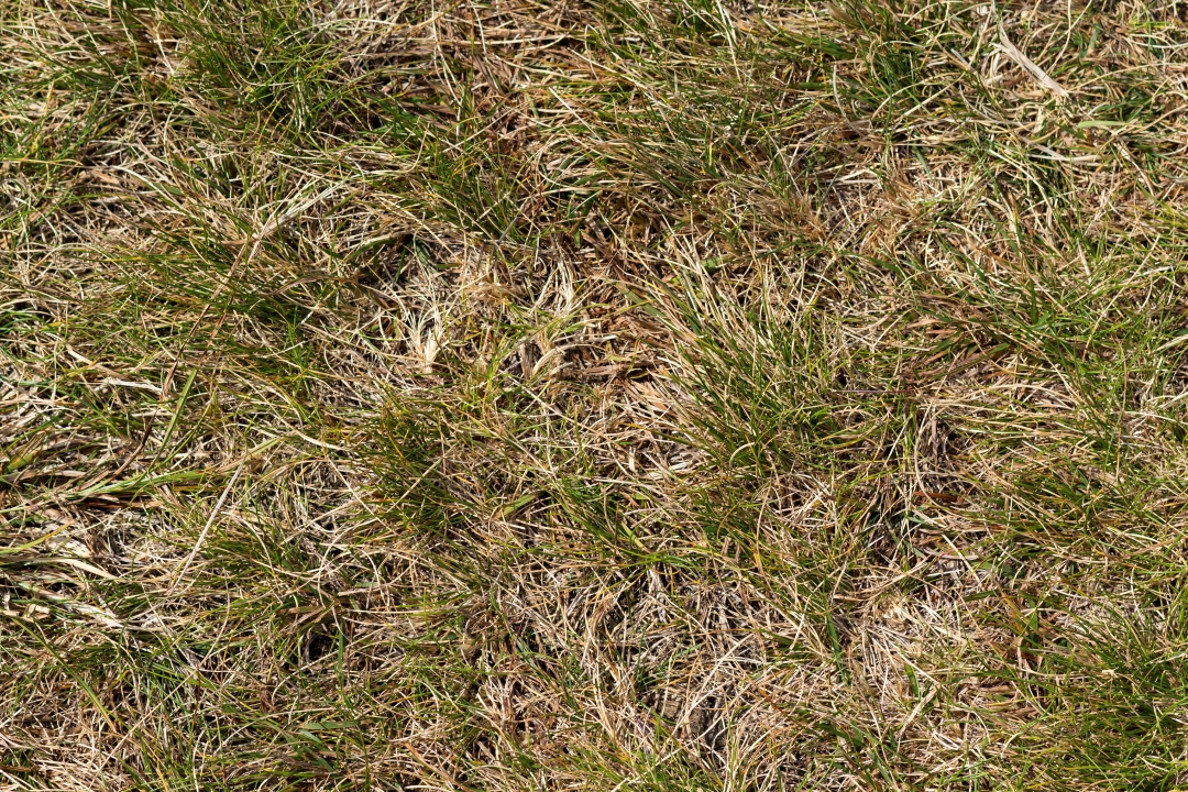 Closeup of dry lawn