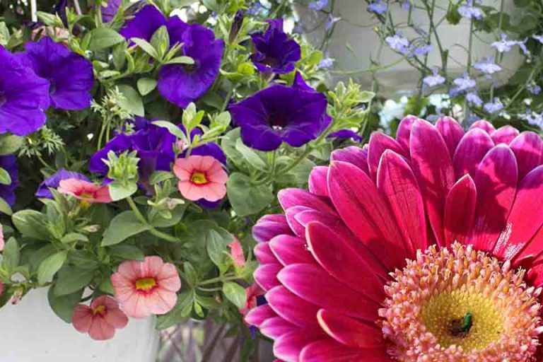 Salisbury Container Garden University Exposure