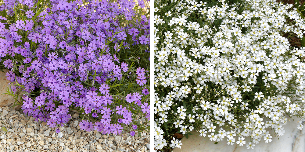 creeping phlox and snow in summer groundcover plants