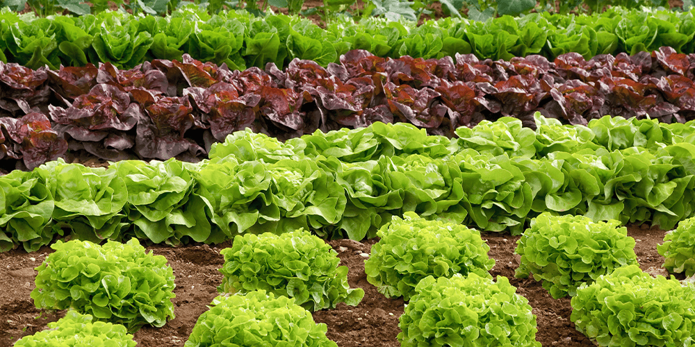 crop rotation leafy green vegetable garden