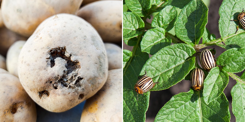 potato scab and colorado potato beetle pests