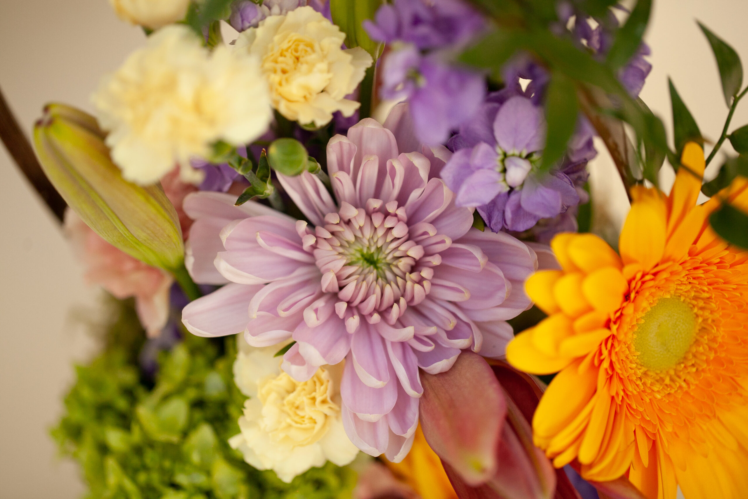 cutflowerssalisburygreenhousestalbertsherwoodparkedmonton