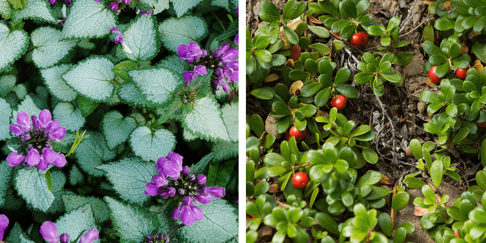 deadnettle and bearberry groundcover plants