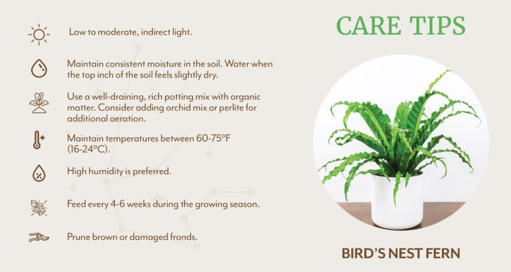 Aquarius-birds-nest-fern-care-tips
