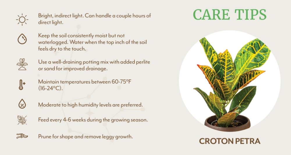 Aquarius Croton Petra Care Tips graphic