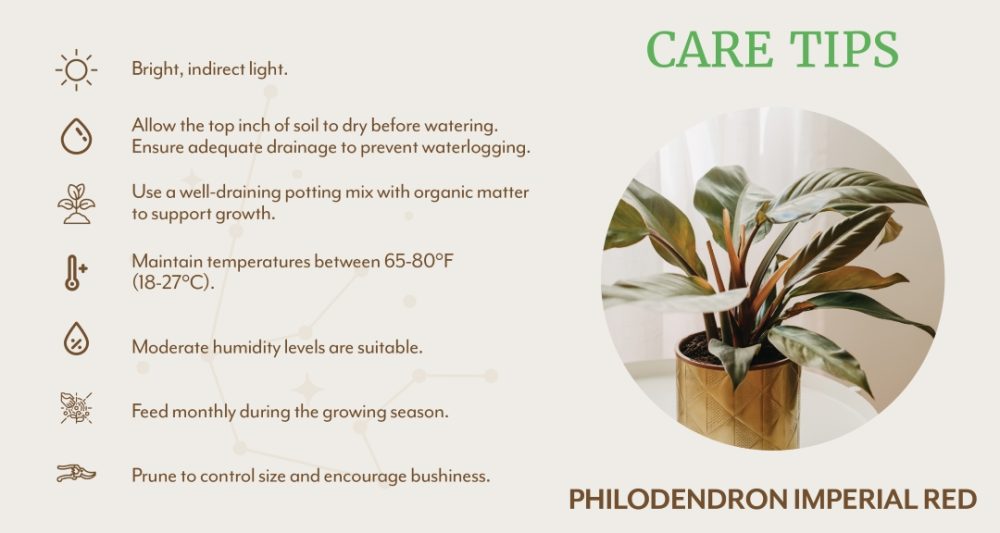 Philodendron Imperial Red care tips graphic