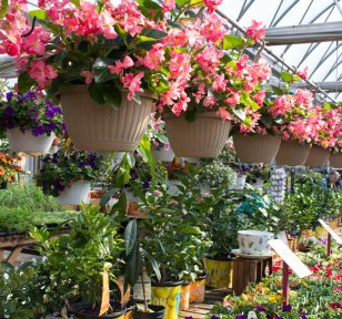 Hanging Baskets by the many, hanging in Salisbury's Greenhouse.