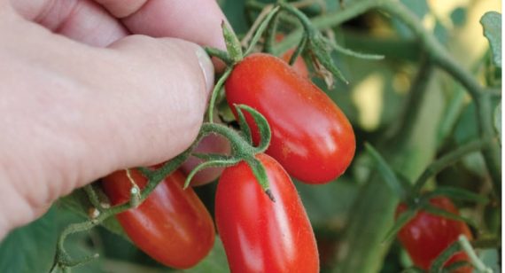 Salisbury Greenhouse | Sherwood Park & St. Albert | Alberta | Tomato Takeover Weekend Salisbury Greenhouse | Sherwood Park & St. Albert | Alberta | Tomato Takeover Weekend
