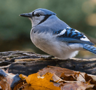 Salisbury Greenhouse-Sherwood Park-Alberta-wildlife protection tips -bluejay bird