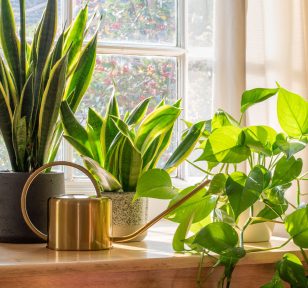 Salisbury Greenhouse-Alberta-Easy Houseplants that Forgive Your Bad Days-snake plant and pothos