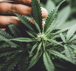 Salisbury Greenhouse-Alberta-Growing Cannabis for Relaxation-cannabis young bud