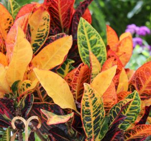 Salisbury Greenhouse-Alberta-Houseplants for Aries-croton plant