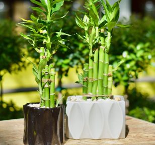 2 Lucky Bamboo | Salisbury Greenhouse - St. Albert, Sherwood Park