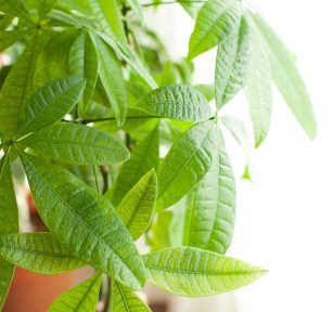 Salisbury Greenhouse-Alberta-Houseplants to Help You Manifest a Great Year Ahead-money tree foliage