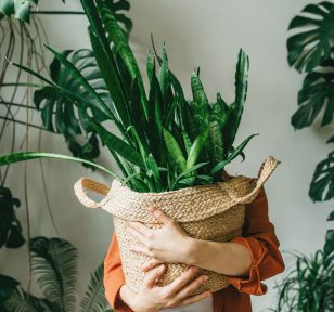 Salisbury Greenhouse-Alberta-Manage Seasonal Affective Disorder-holding a snake plant