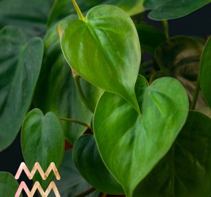 Salisbury Greenhouse-Alberta-Plants for Aquarius - philodendron heartleaf