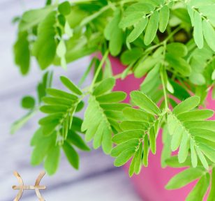 Salisbury Greenhouse-Alberta-Plants for Pisces-sensitive plant