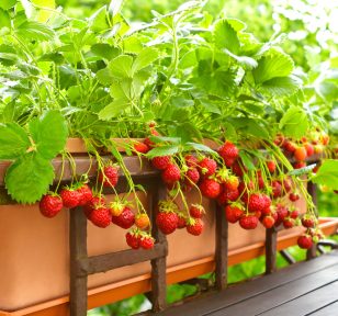 Salisbury Greenhouse-Alberta-Reasons to Grow Your Own Food-strawberries