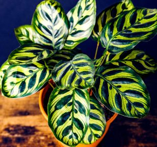 Salisbury Greenhouse-Alberta-Save Your Calatheas from Winter Cold and Pests-calathea makoyana