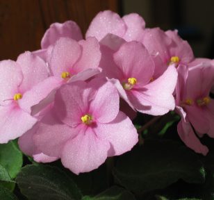 Salisbury Greenhouse-Alberta-Winter Flowering Houseplants for Some Serotonin-pink african violet