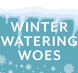 Salisbury Greenhouse-Alberta-Winter Houseplant Watering Infographic-winter watering woes -