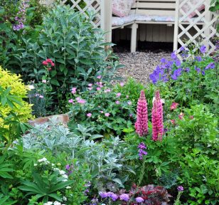Salisbury Greenhouse -G A Buyers Guide to Perennials-beautiful perennials
