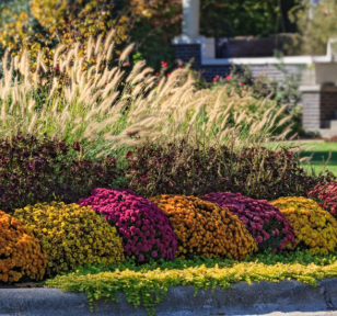 Salisbury Greenhouse-Sherwood Park-Alberta-5 Easy Ways To Bring Fall Colour To Your Landscape—Hero