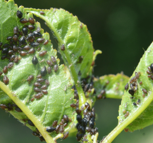 Salisbury Greenhouse-Sherwood Park-Alberta-Aphids-aphid infestation on leaf