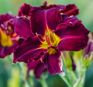 Salisbury Greenhouse-Sherwood Park-Alberta-Best Low-Maintenance Plants-daylilies burgundy
