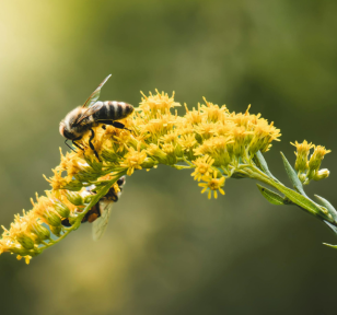 Salisbury Greenhouse-Sherwood Park-Alberta-Celebrating World Bee Day