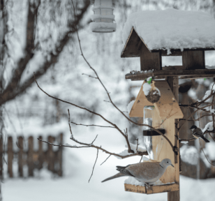 Salisbury Greenhouse Sherwood Park Alberta Creating a Winter Friendly Backyard for Alberta Birds - Hero