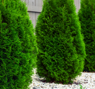 Salisbury Greenhouse-Sherwood Park-Alberta-Early Inspiration for an Evergreen Refresh