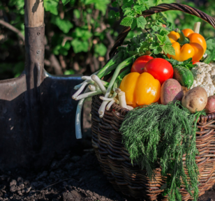 Salisbury Greenhouse-Sherwood Park-Alberta-From Harvest to the Kitchen-Hero