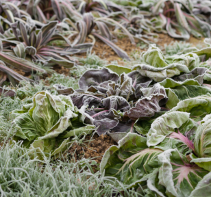 Salisbury Greenhouse-Sherwood Park-Alberta-Frost Enhancement-Many Fall Greens & Root Veggies Actually Taste Sweeter After A Light Frost-Hero