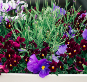 Salisbury Greenhouse-Sherwood Park-Alberta-How to Design Container Gardens
