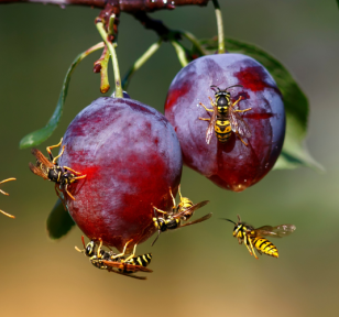 Salisbury Greenhouse-Sherwood Park-Alberta-How to get rid of wasps-wasps on plum tree