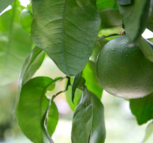 Salisbury Greenhouse-Sherwood Park-Alberta-Indoor Citrus Care-