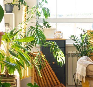 Salisbury Greenhouse-Sherwood Park-Alberta-Indoor Gardening-room with natural light-houseplants