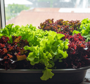 Salisbury Greenhouse-Sherwood Park-Alberta-Kitchen Garden Planning for 2026-grow lettuce indoors